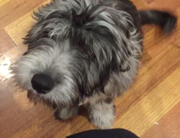 Partnerschaft dank Hund – Warum die Vierbeiner perfekte „Wingmen ...