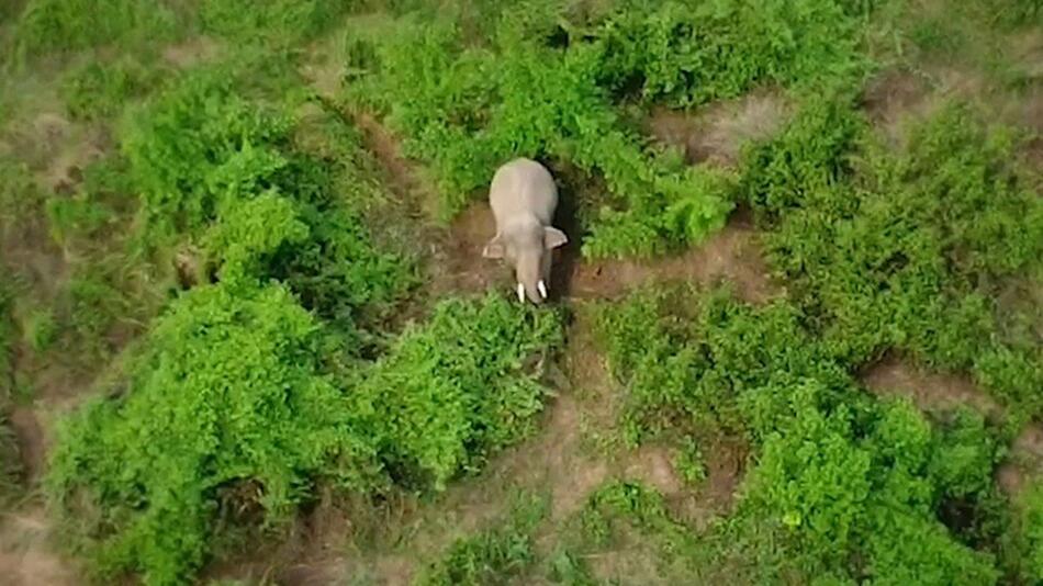 Allein auf Insel: Einsamer Elefant soll nach zwei Jahren gerettet werden