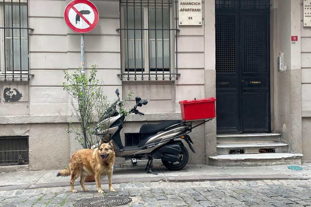 Straßenhund