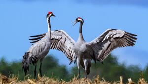 Zwei Kraniche (Grus grus) stehen auf einem abgeernteten Maisfeld
