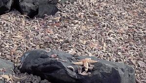 Seltenes Phänomen: Tausende Seesterne an Strand in Schottland angespült