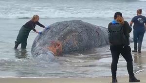 Alarmierende Studie: Immer mehr Grauwale sterben vor Kaliforniens Küste