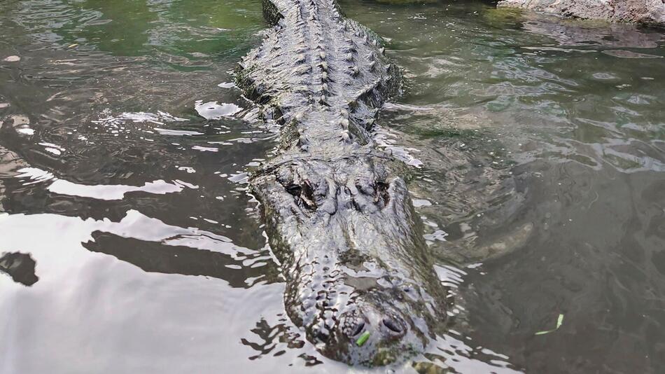 Alligator "Morris", Matt Jordan