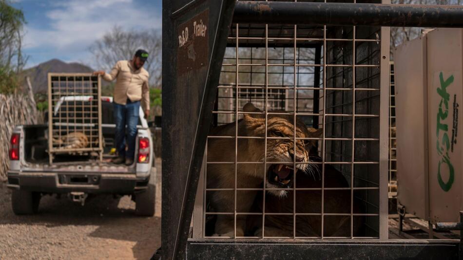 700 Wildtiere ziehen wegen Gewalt in Mexiko um