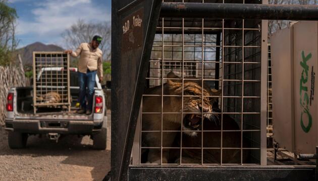 700 Wildtiere ziehen wegen Gewalt in Mexiko um