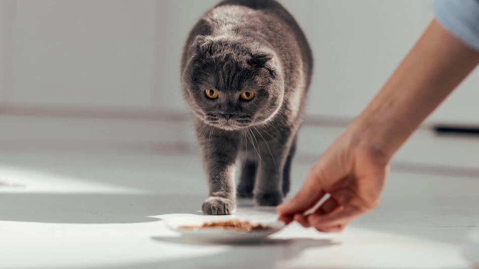 Katze