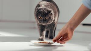 Katze