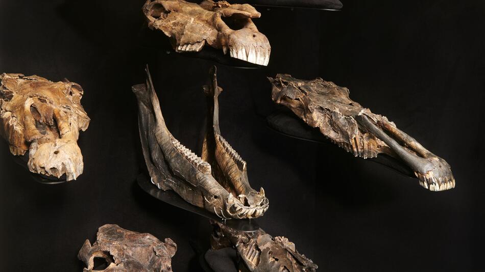 Forscher finden DNA von Pferde-Vorfahren