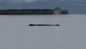 Wal vor Poel bewegt Urlauber: Zustand laut Fachleuten kritisch