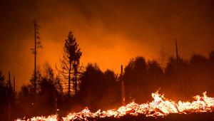 Flammen lodern in einem Waldstück