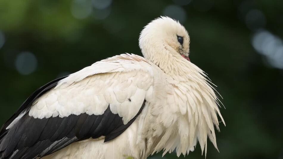 Storch