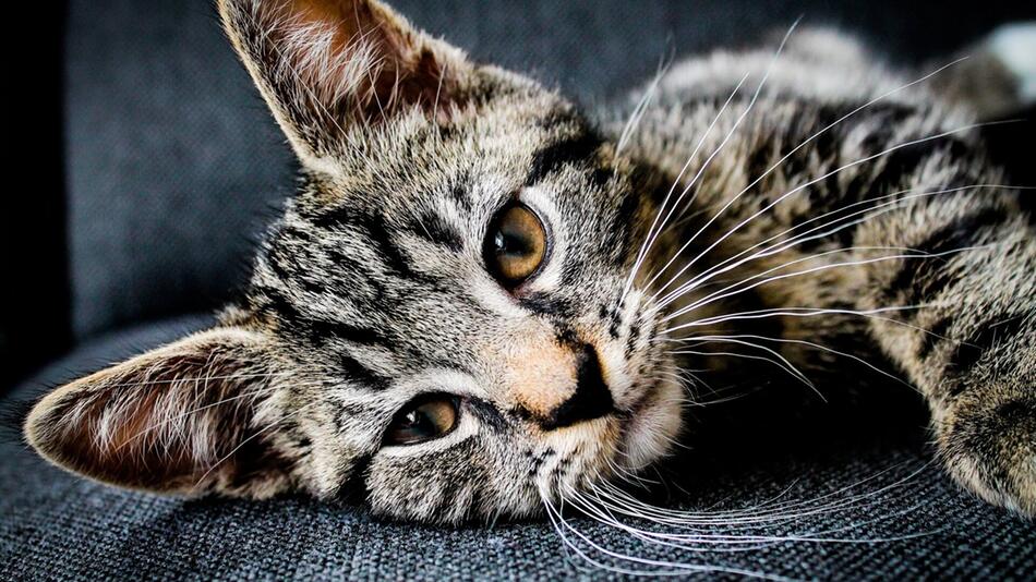 Katze einsam