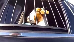 Ziegenflüsterer in Uniform – Polizist verhaftet Hausziege und liest ihr die Rechte vor