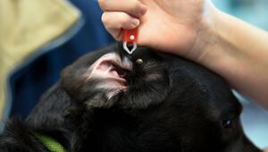 Zecke wird mit einer Zeckenzange am Ohr eines Hundes entfernt