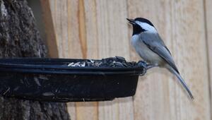 Winterfütterung für Vögel