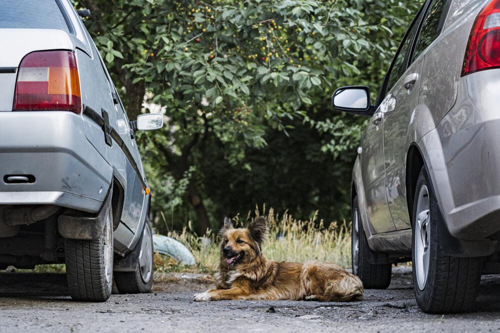 Straßenhund zwischen zwei Autos