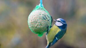 Gefahr für Vögel? Was du über Meisenknödel unbedingt wissen solltest