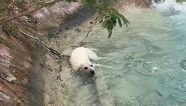 Erschöpfter Vierbeiner: Familie rettet Hund aus Kanal