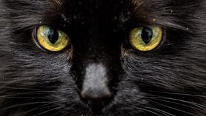 Weiß eine KI, was diese Katzenaugen sagen?