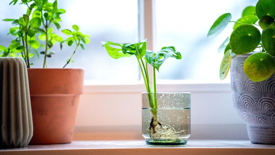 Eine Mini-Monstera in einem Wasserglas