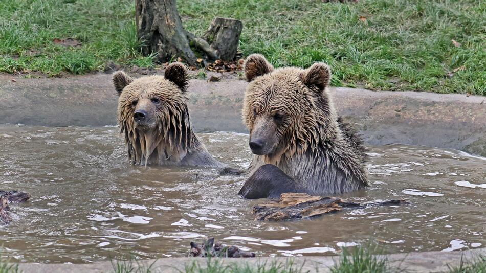 2 Bären im Tierpark Wildwood Devon