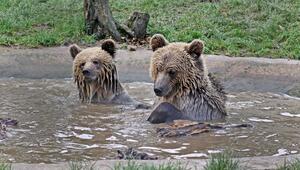 2 Bären im Tierpark Wildwood Devon
