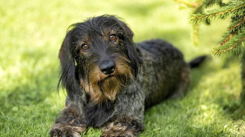 Hund
