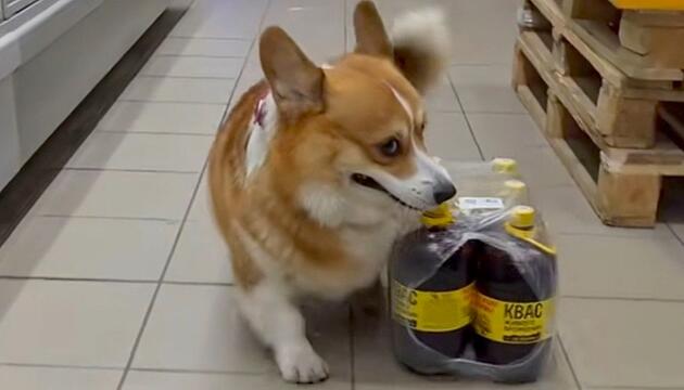 Schwere Last, kurze Beine: Corgi schleppt Getränke-Packung durch Supermarkt
