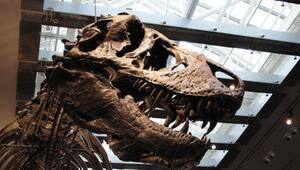 Zahnanalyse bestätigt: Der T. rex war Warmblüter