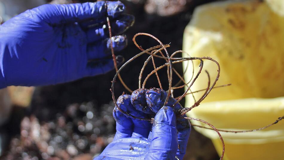 Toter Walfisch vor Sardinien