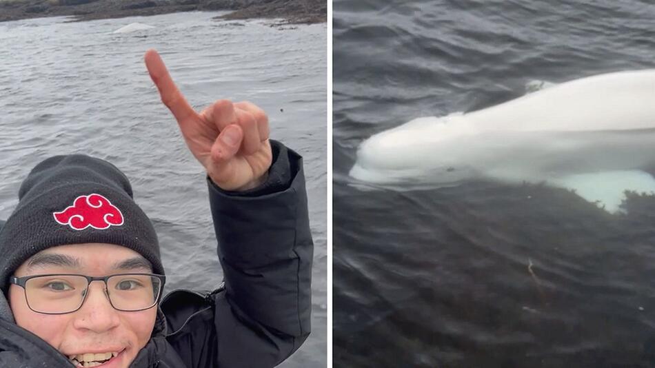 Inuk hilft Beluga