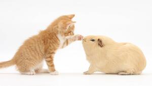 Katze, Meerschweinchen