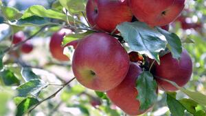äpfel ernten