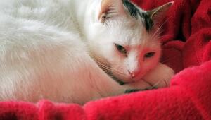 Eine weiße Katze mit Streifen am Kopf liegt auf einer roten Decke.