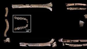 Skelett des Homo habilis