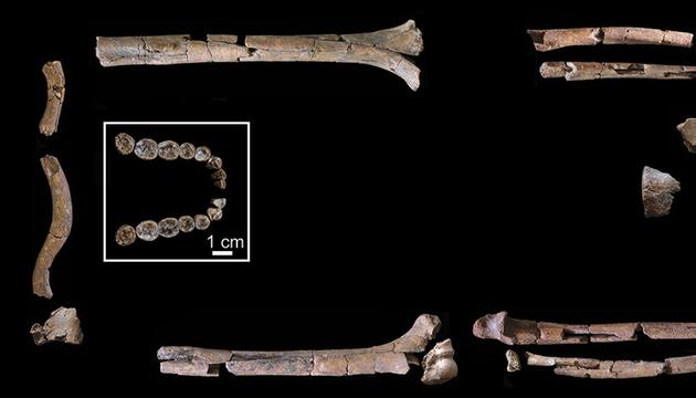 Skelett des Homo habilis