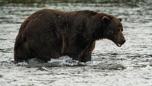 "Fat Bear"-Wahl in Alaska