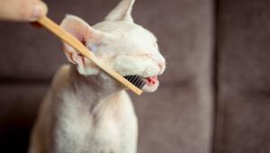 Die Zähne einer weißen Katze werden geputzt.