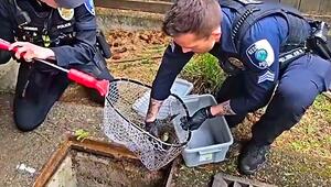 Rettung mit Happyend: Polizei befreit mehrere Entenküken aus Gully