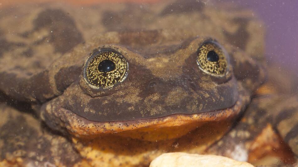 Der einsamste Frosch der Welt bekommt ein Date in Bolivien