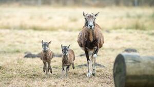 Mufflon-Nachwuchs im Wildgehege