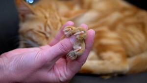 Wann Krallenschneiden bei Katzen nötig ist