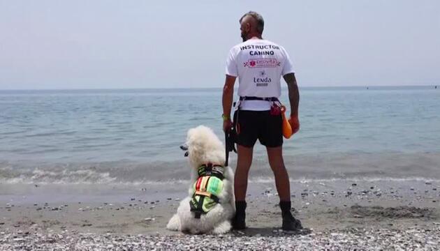 Königspudel als Rettungshund: Nilo bereit zum Einsatz