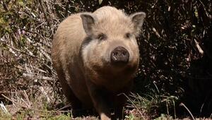 Dickes Problem: Hängebauchschwein besetzt Garten in Alabama