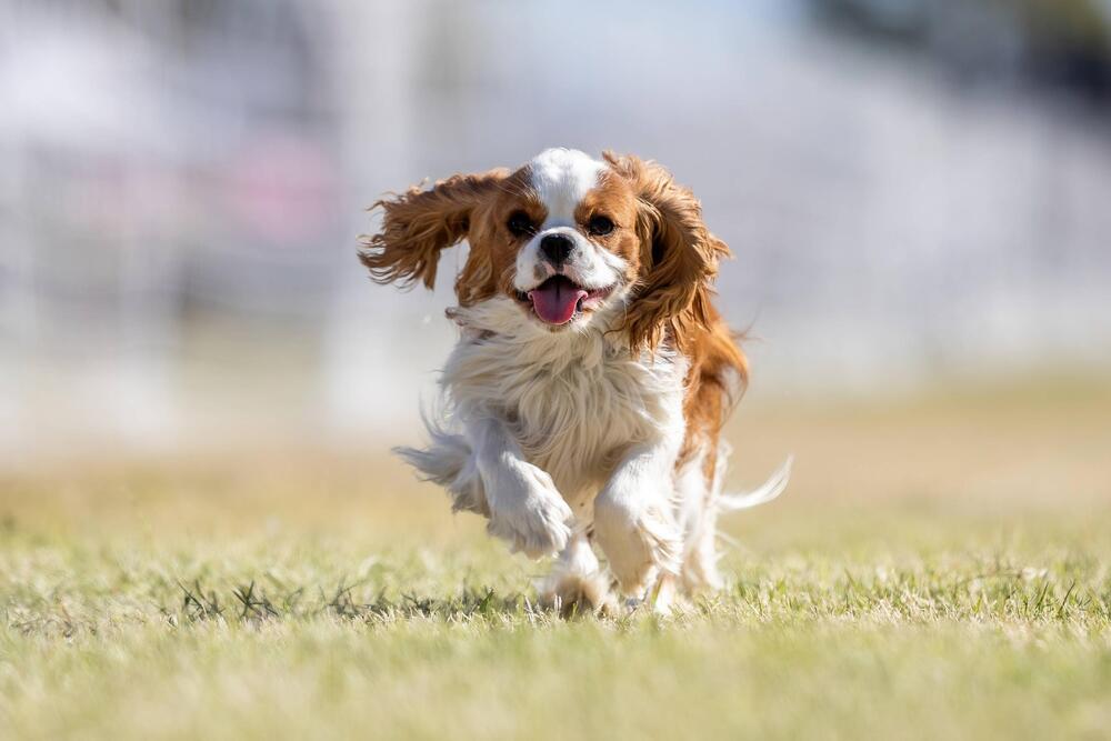 Cavalier King Charles Spaniel