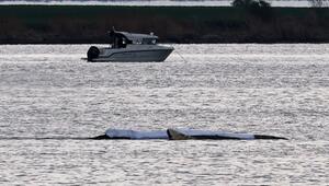 Rettungsaktion für den Buckelwal