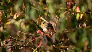 Ein Rotkehlchen in einer Hecke