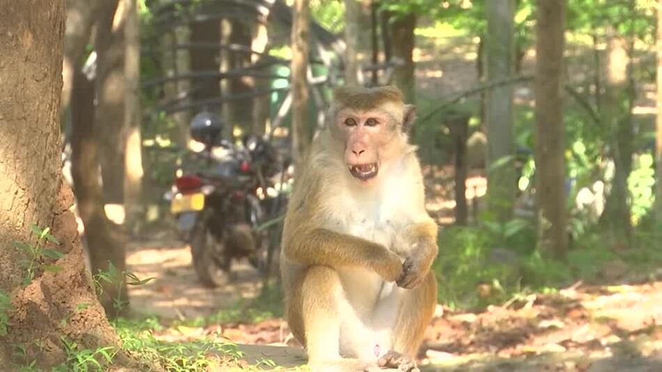 Offizielle "Affenzählung" soll Lösungen für Ernteausfälle in Sri Lanka liefern