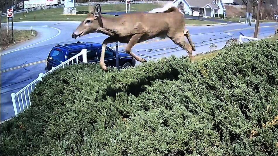 Schnell unterwegs: Hirsch springt über Hecke und landet auf Auto