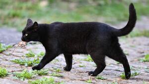 Eine schwarze Katze mit einer Maus im Maul